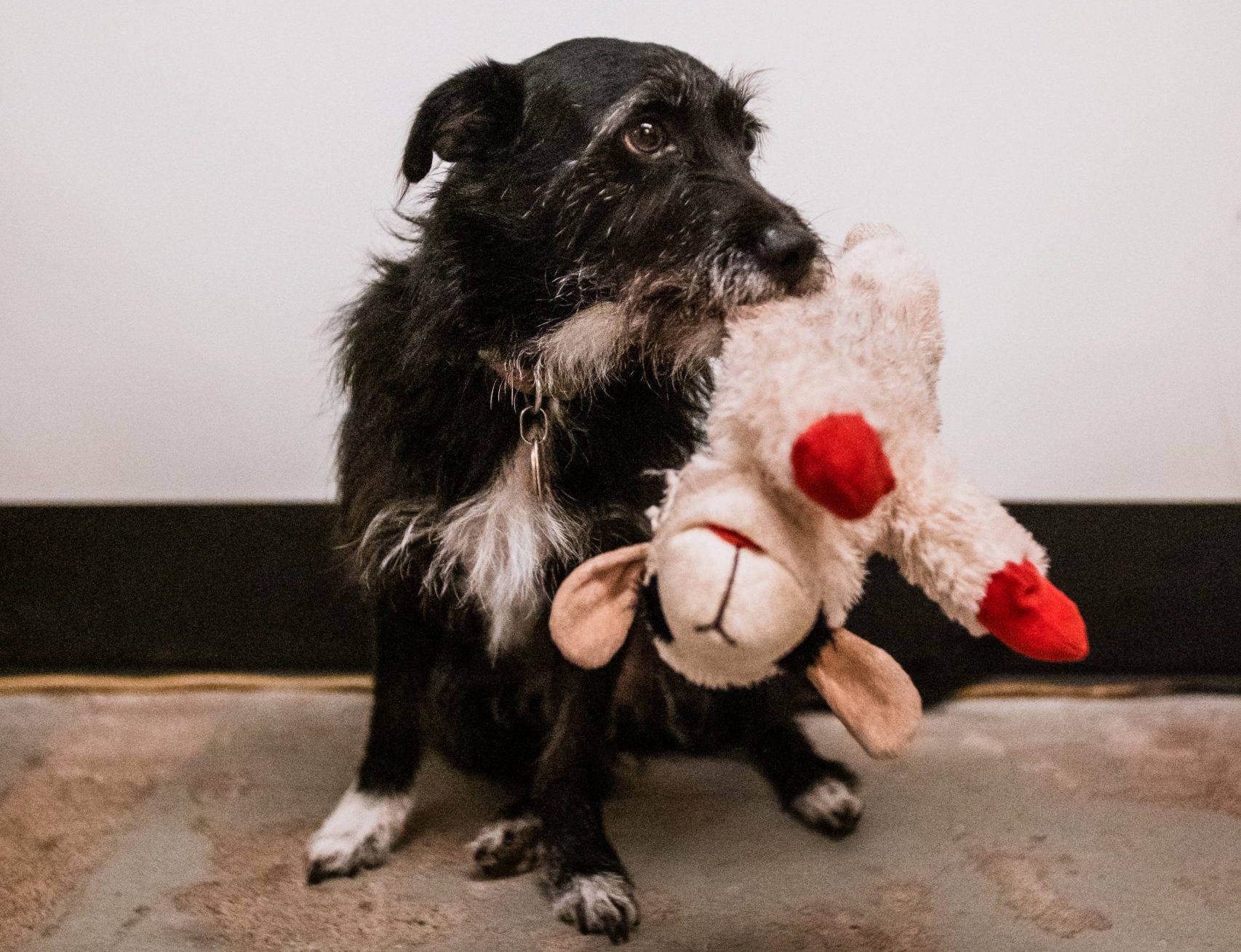 Best Stuffed Animal for Your Dog