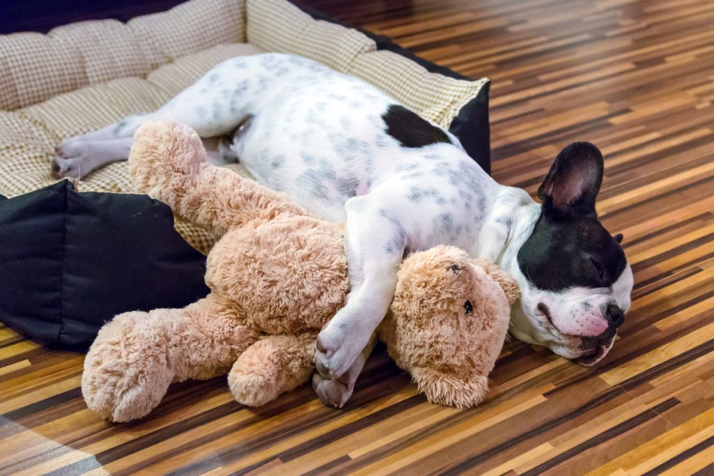 Can Dogs Smell Stuffed Animals?