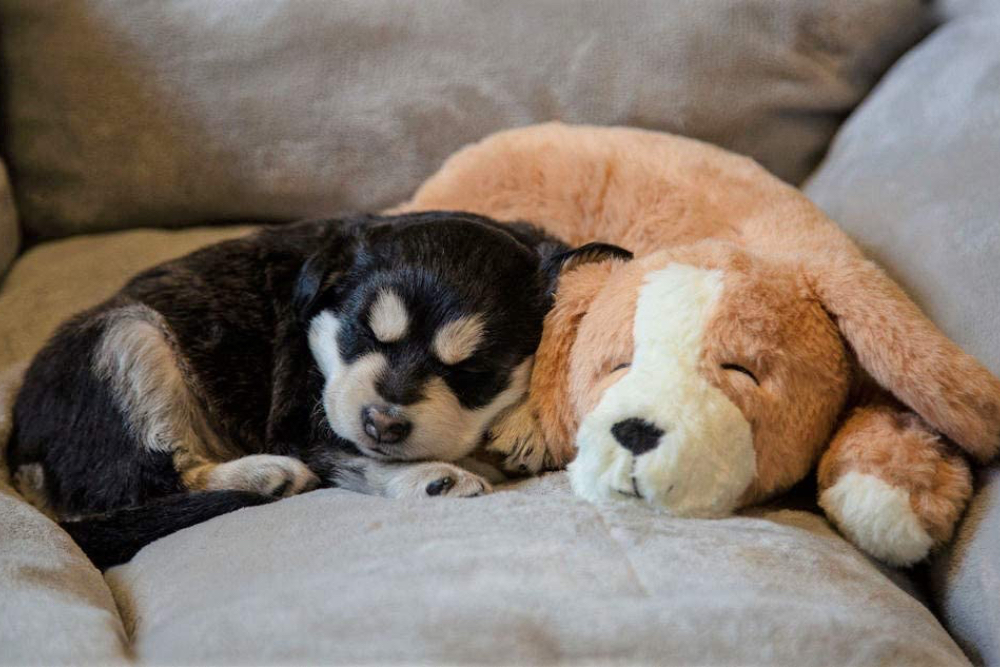 Can dogs smell stuffed animals?