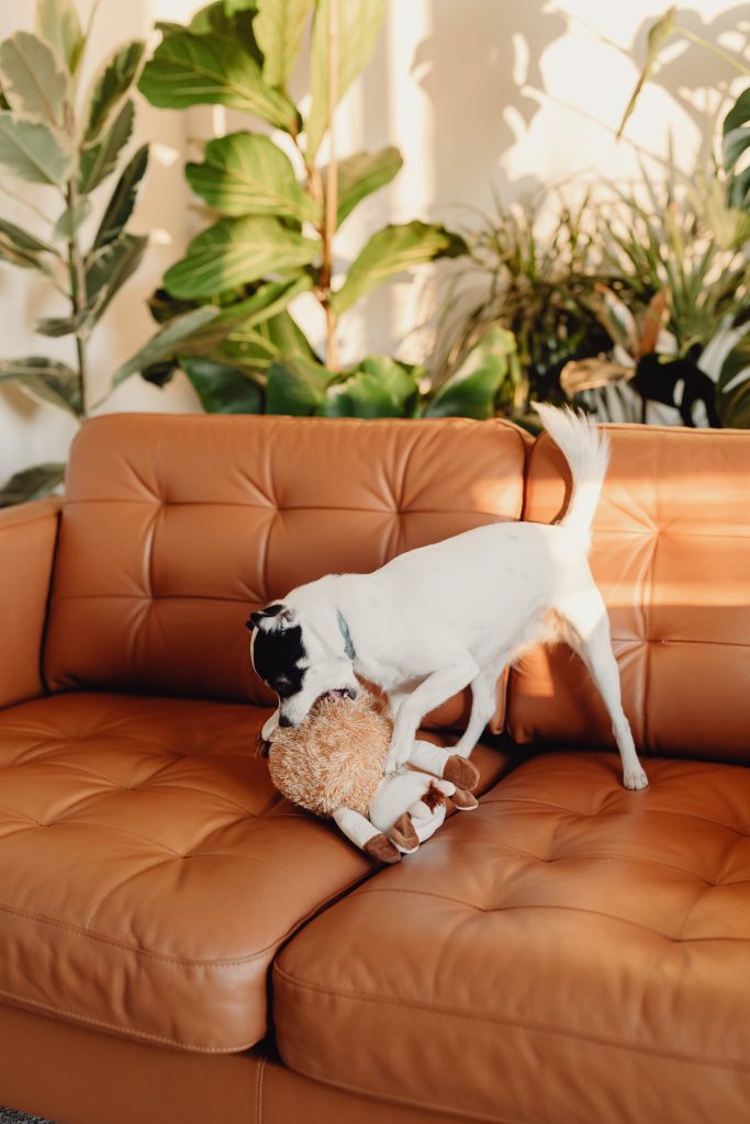 Dog Destroying Plush Toys