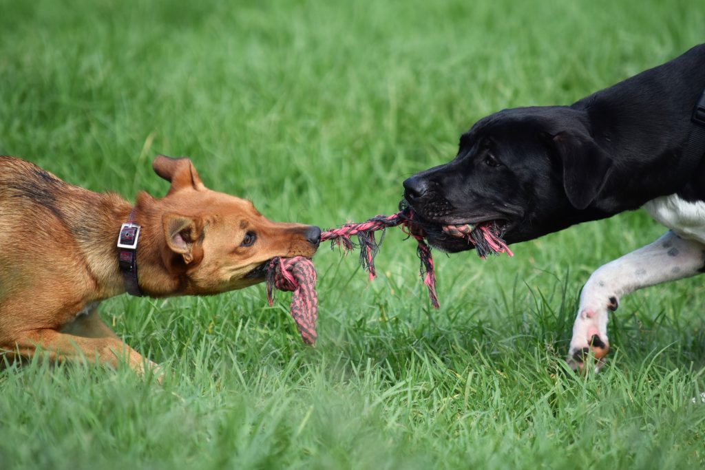 Dog Destroy Plush Toys