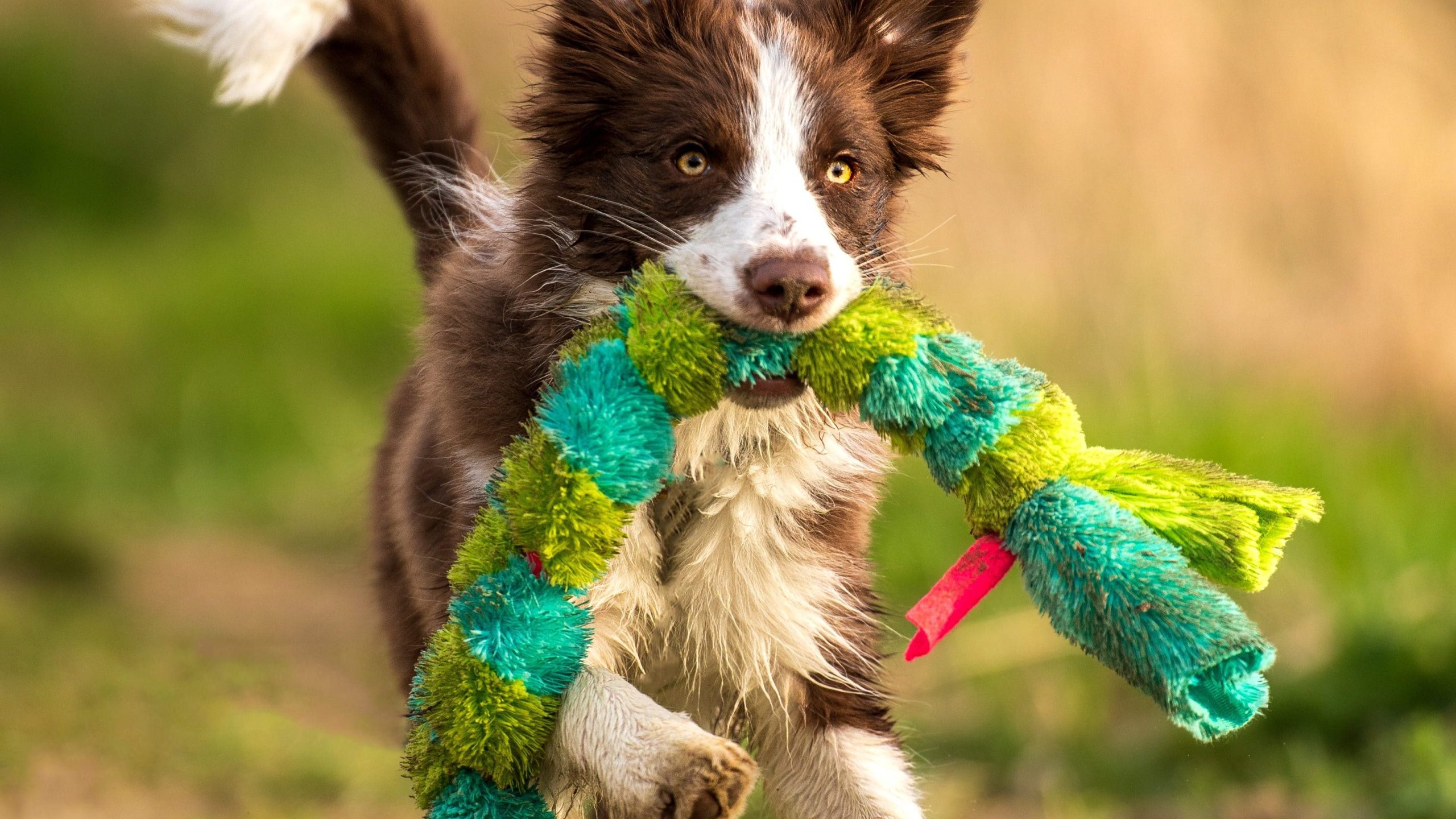 Plush Toy for Dog