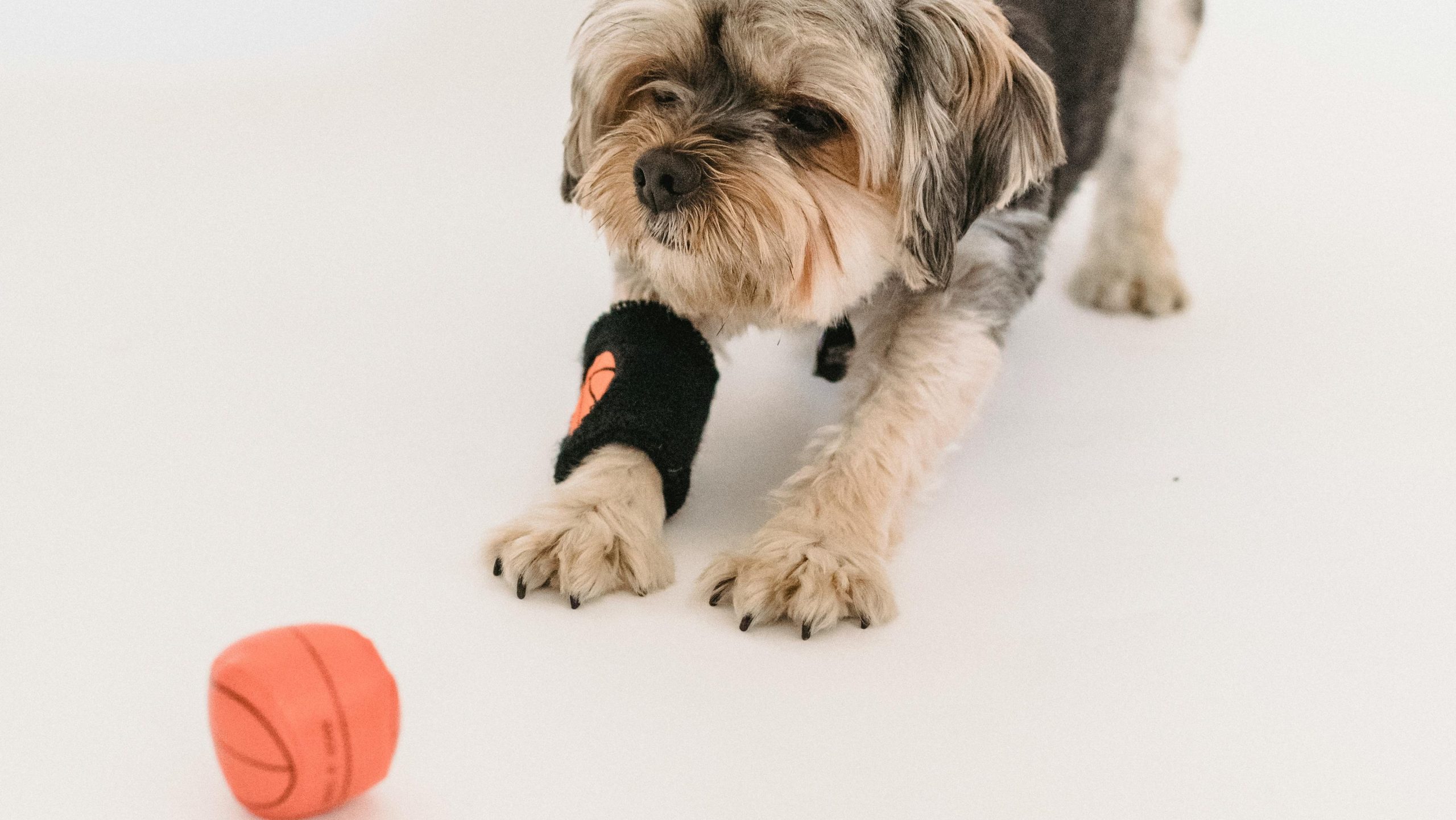 What should I do if my dog swallows a part of a plush toy