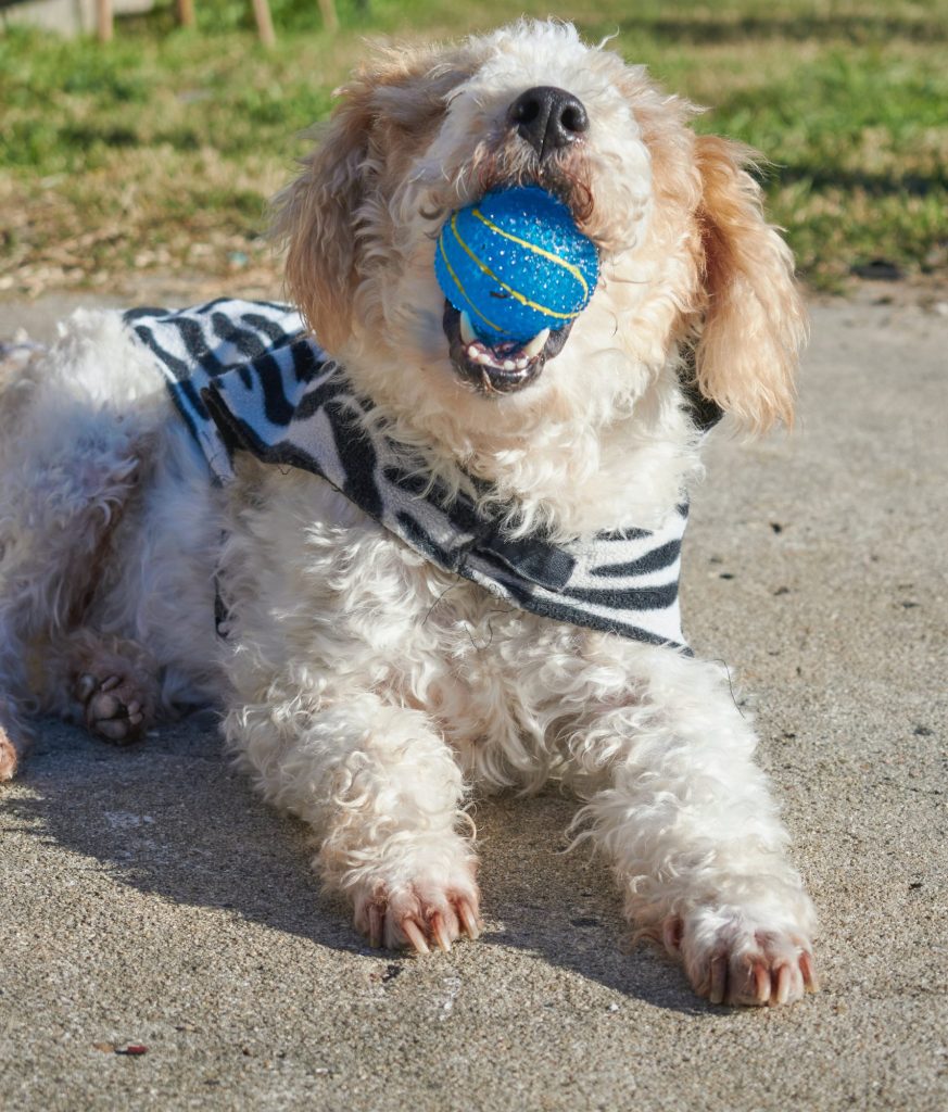 Best Stuffed Animal for Your Dog