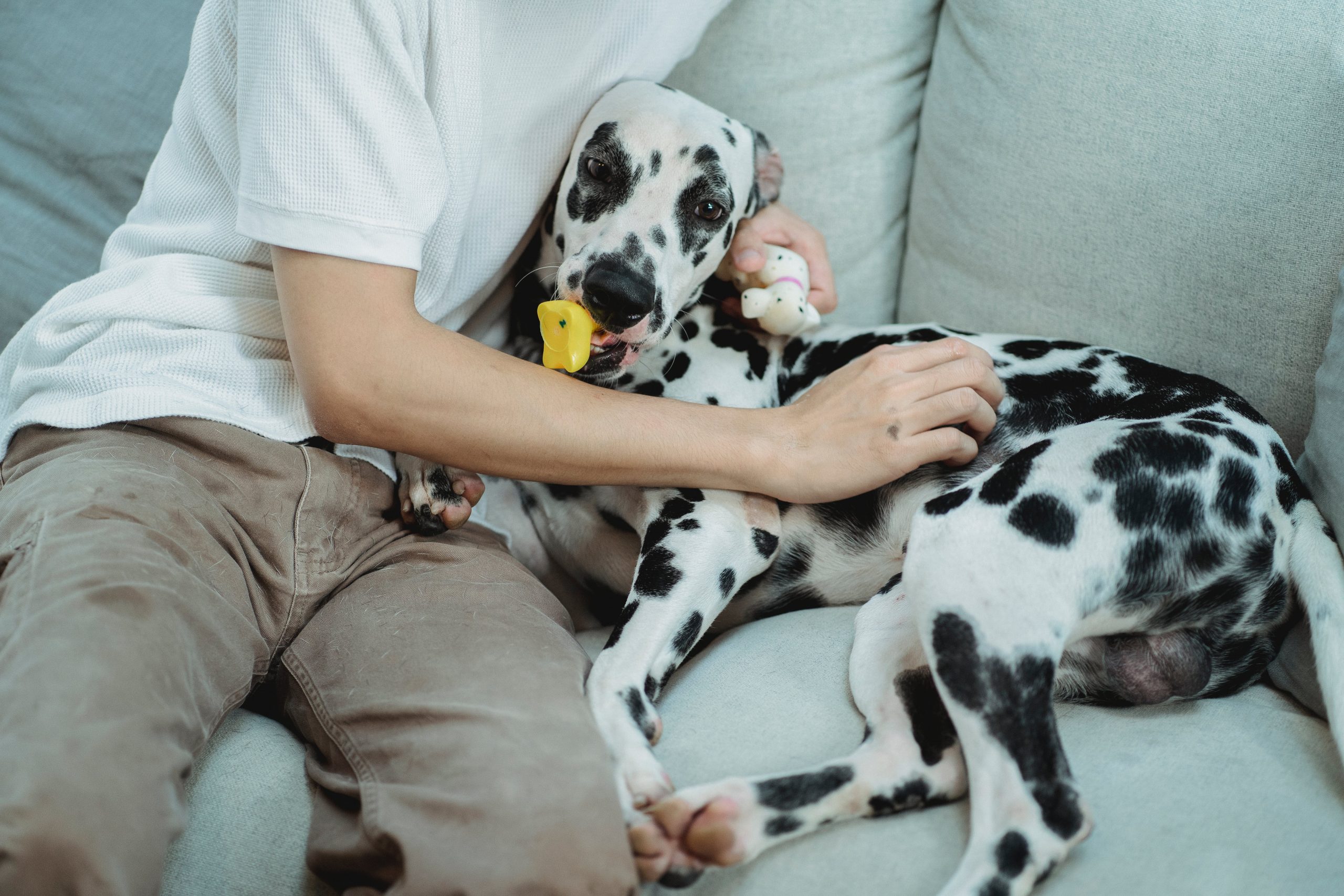 Can Dogs Use Human Toys