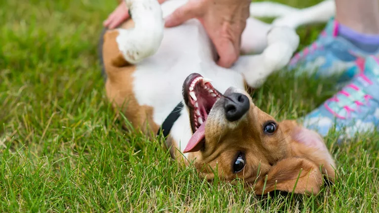 Tickling Your Dog