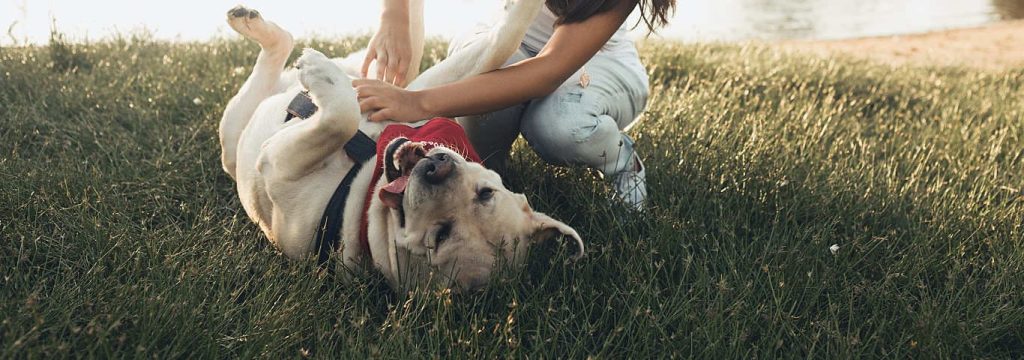 Tickling Your Dog