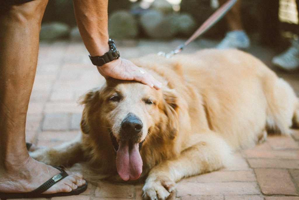 Why Does My Dog Lick My Feet?