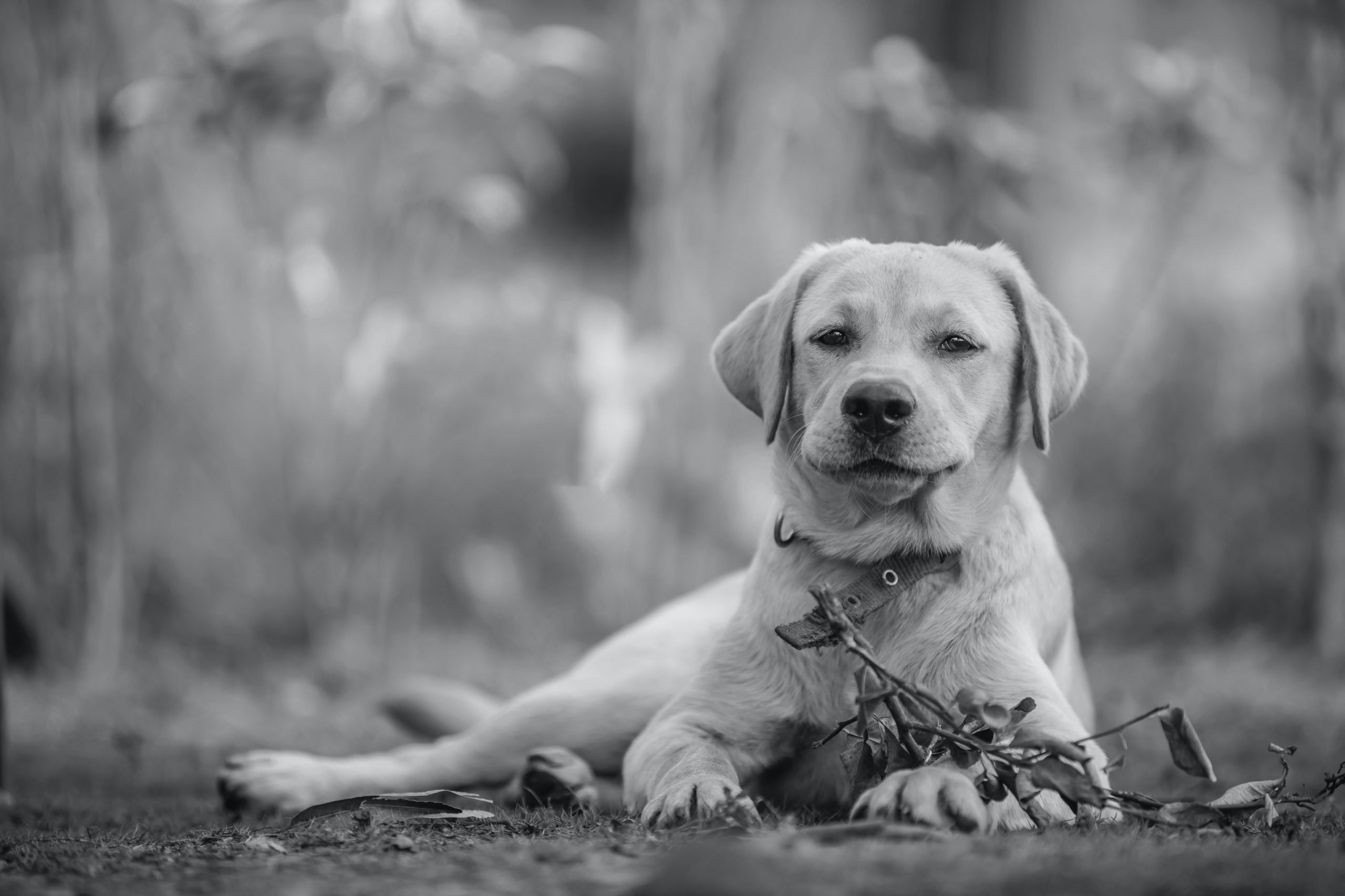 Which Gender of Dog is More Loyal?