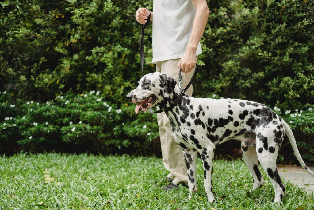 Can Dogs Use Human Toys