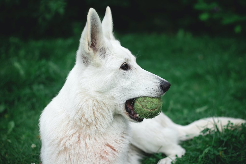 Why Do Dogs Like Balls?