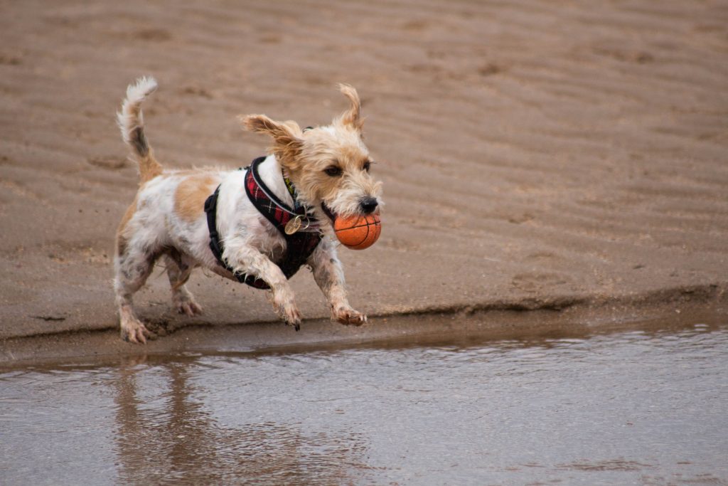 Are Dogs Happier with Toys?