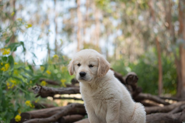 Why do Dogs Rub in Poop?