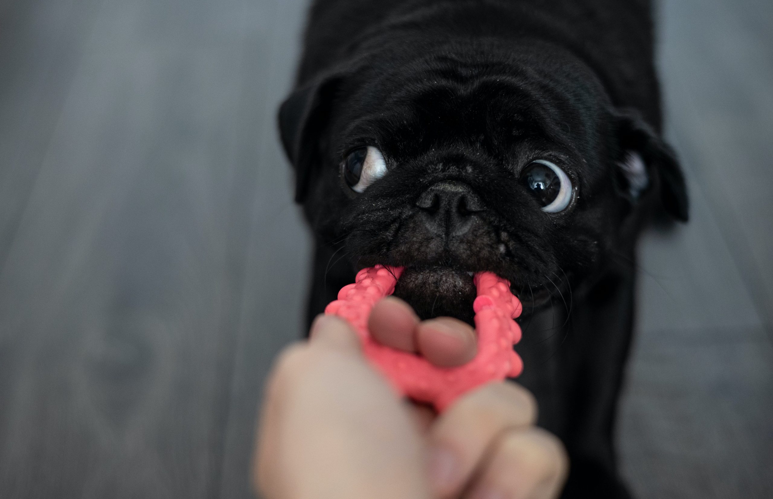 Can a Dog Break a Kong?