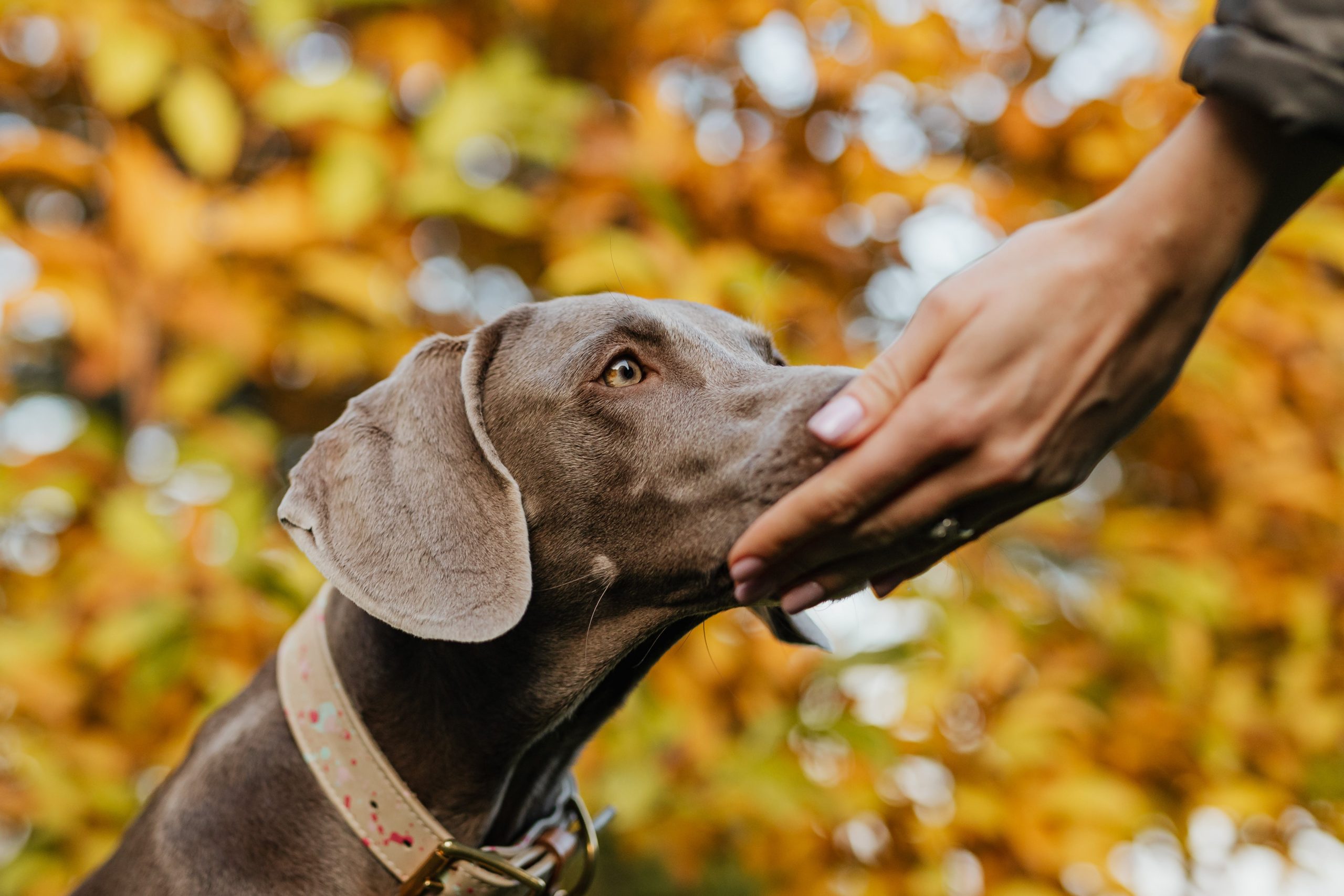 Do Dogs Hate Certain Smells?