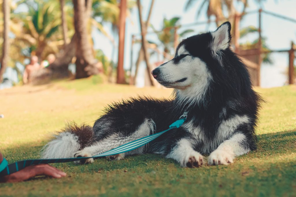 Do Dogs Remember Their Mother?