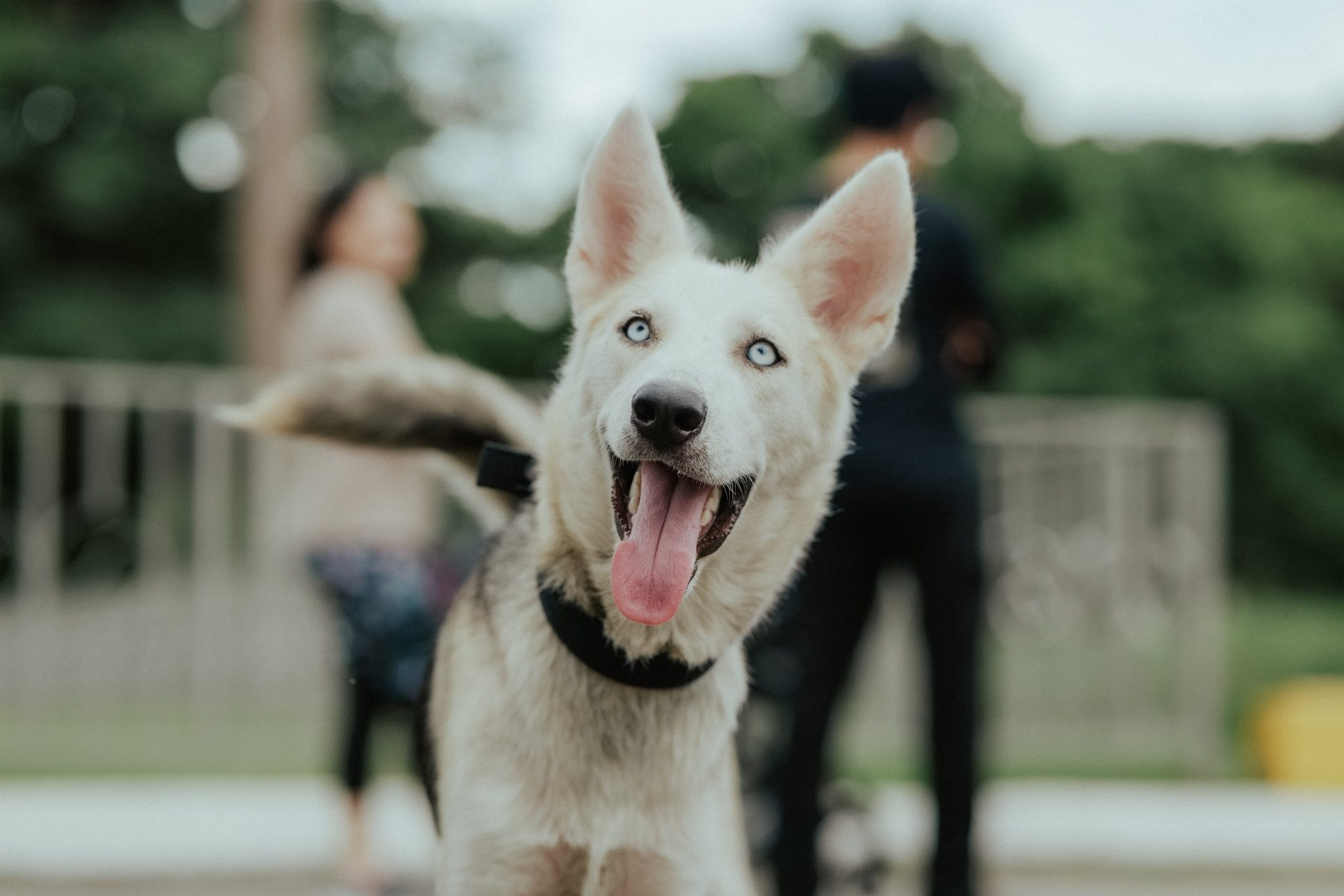 Canine Memory: How Long Do Dogs Remember Their Loved Ones?