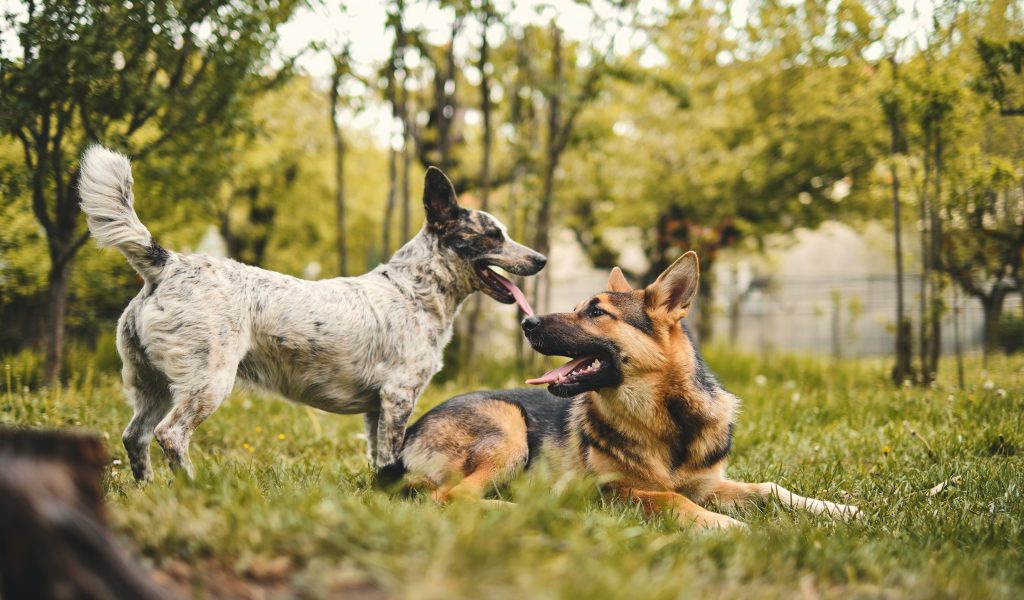 Which Gender of Dog is More Loyal?