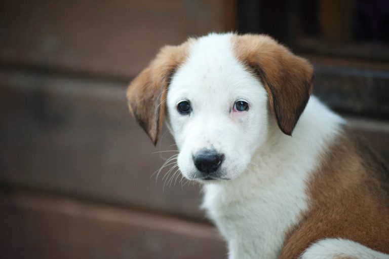 Why Do Dogs Cry Over a Toy?