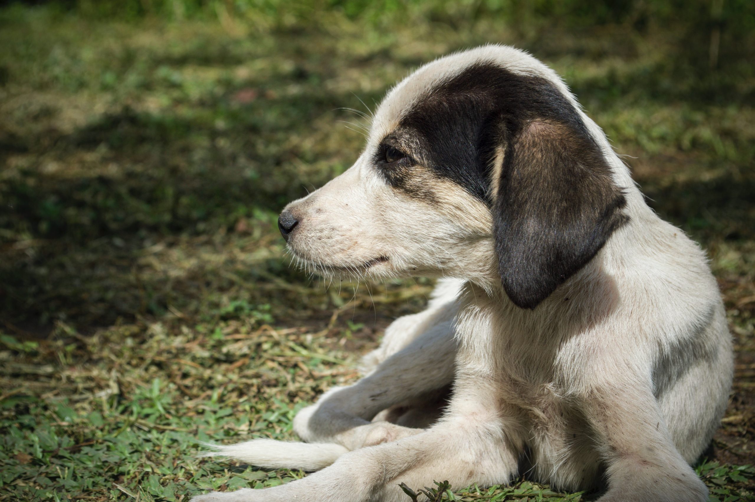 Do Dogs Have Memories?