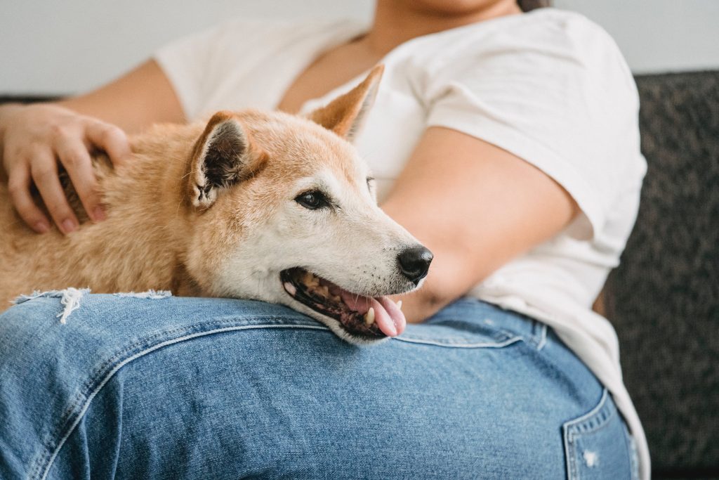 How Do Dogs Have a Favorite Person