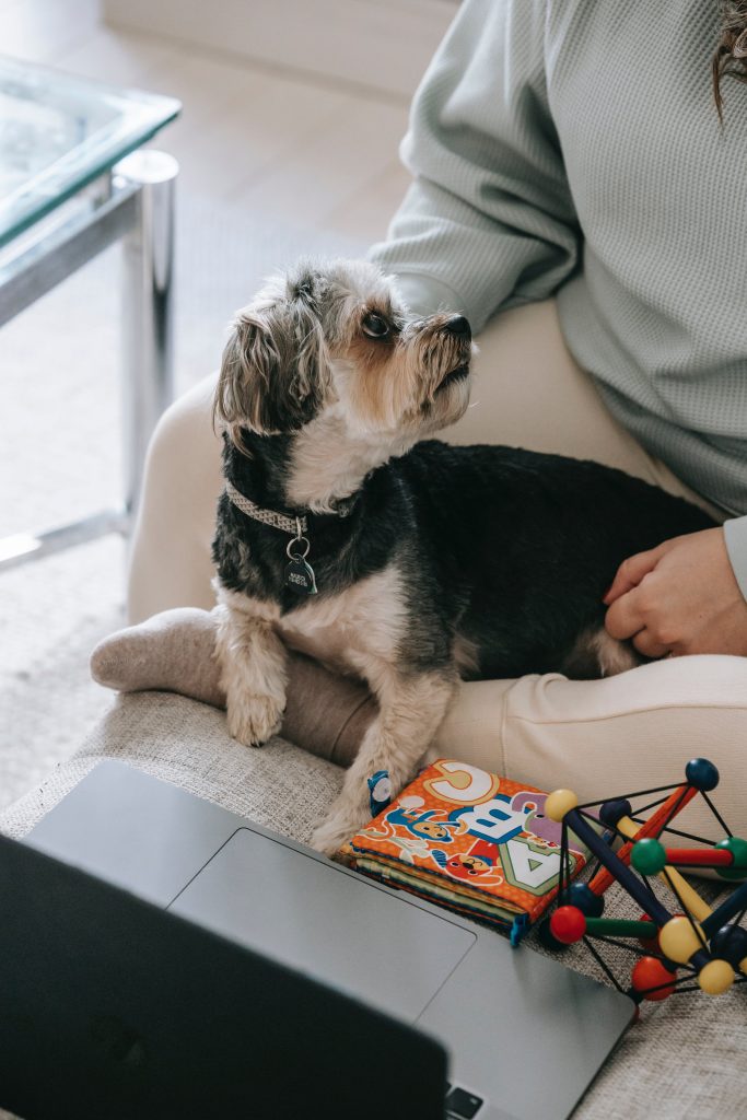 Do Dogs Love Dog Toys?