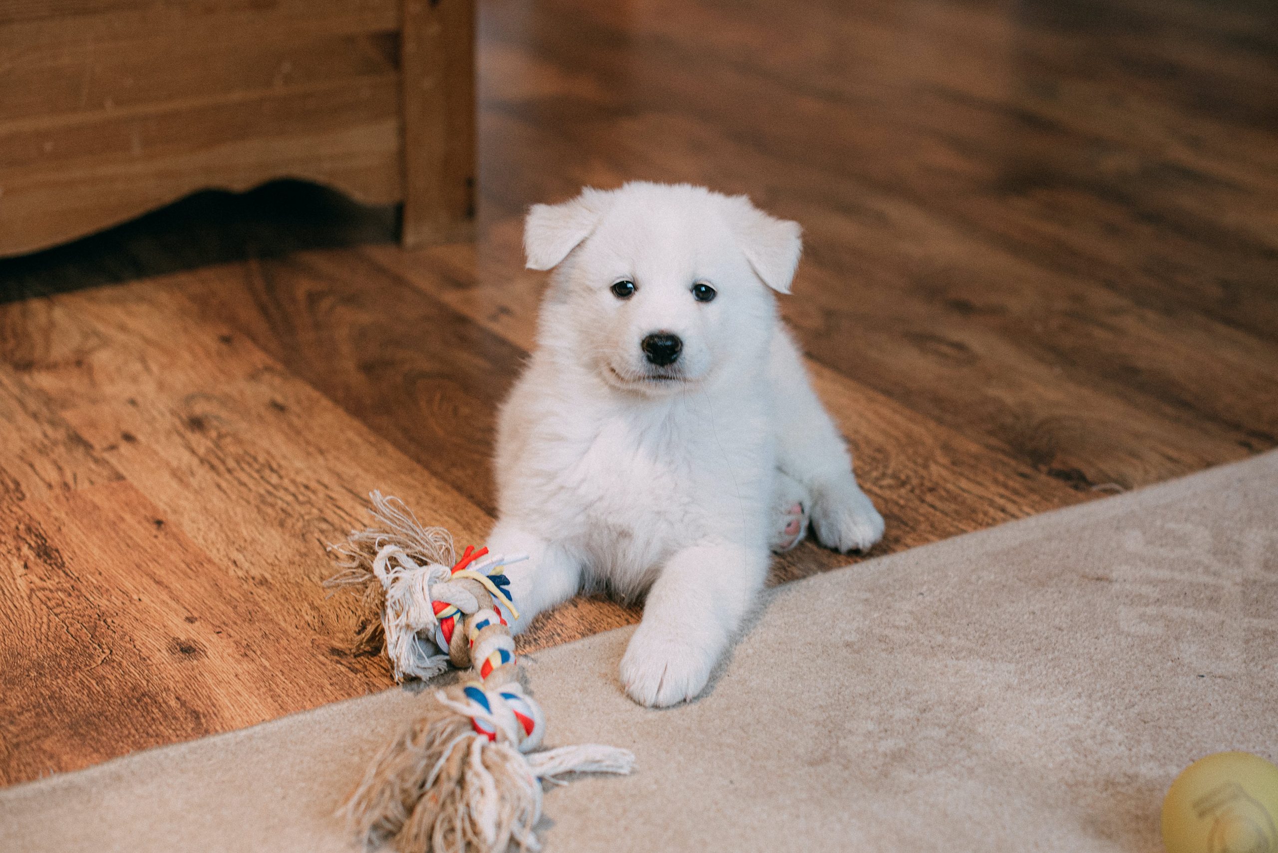 Can Dogs Get Jealous of Toys