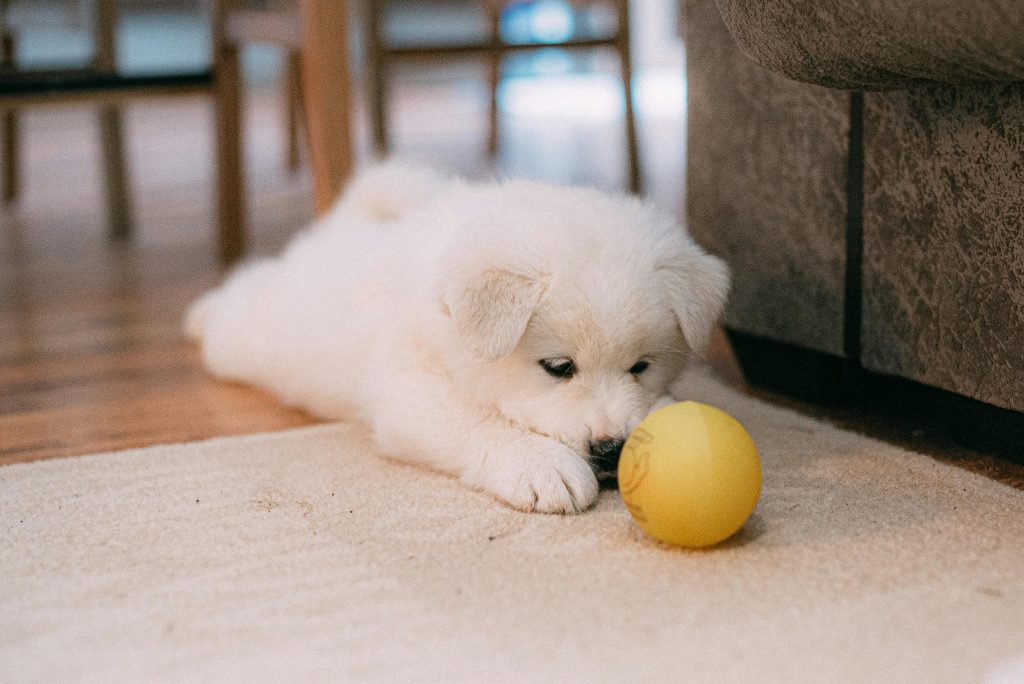 Can Dogs Get Jealous of Toys