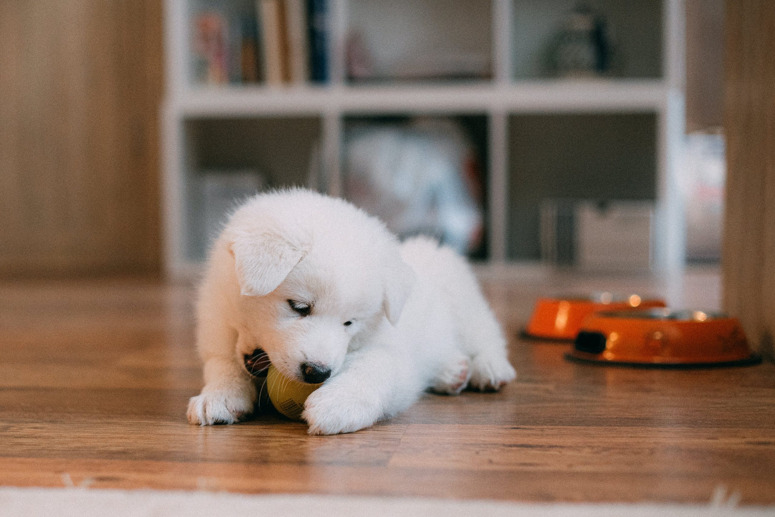 Dog Treating Her Ball