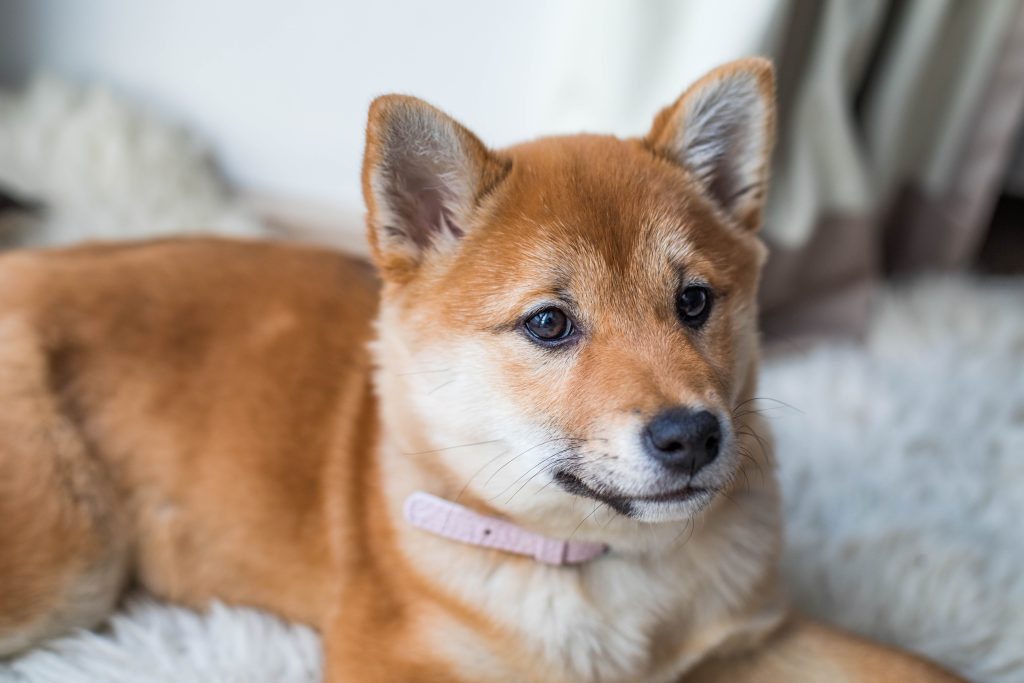 Woman in Floral Dress and Pink Cardigan Standing in Front of Brown and White Puppy