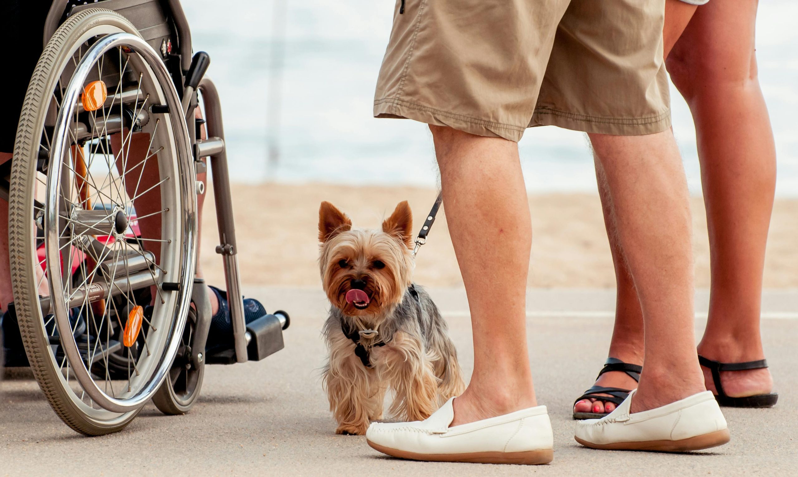 Dogs Lick Your Feet