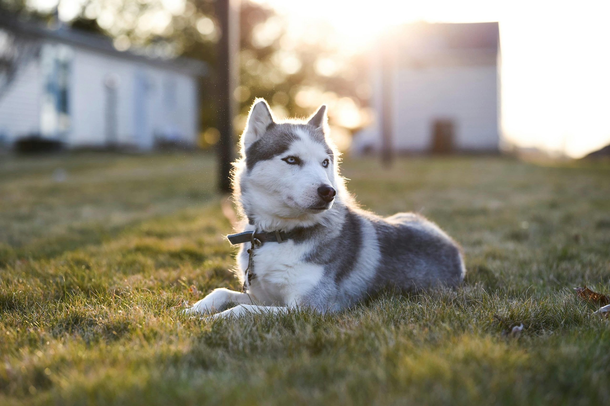 Dog Trusts