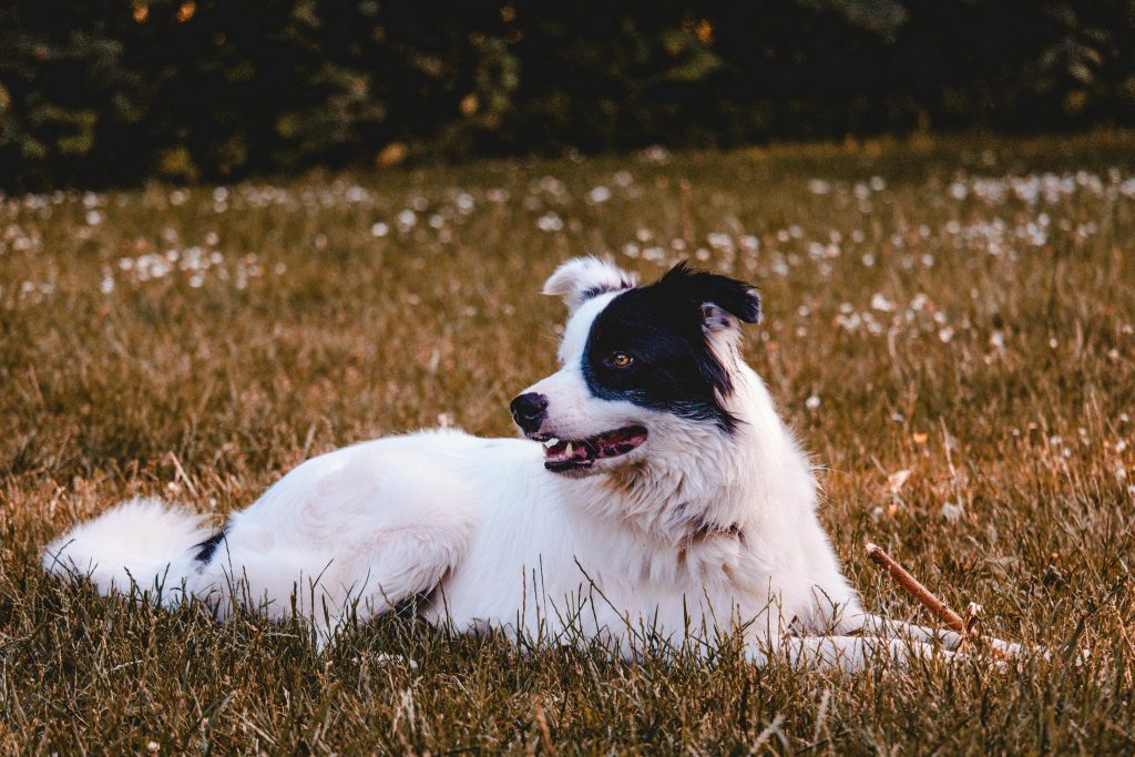 Dogs Show You Their Belly