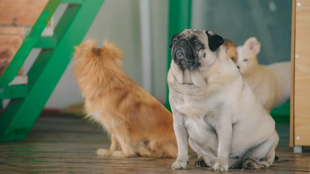 Dogs Show You Their Belly