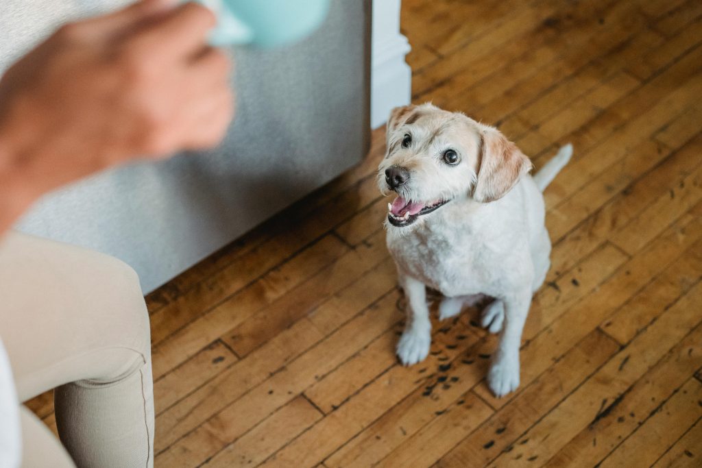 Why do dogs stare at you