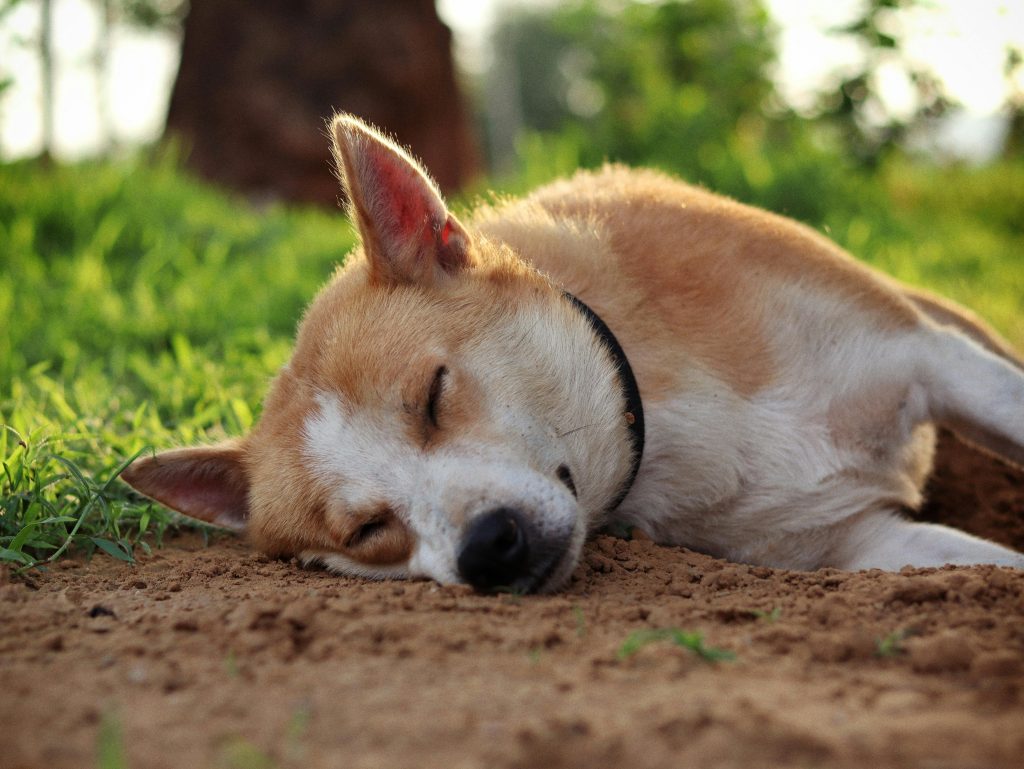 Dogs Like Belly Rubs