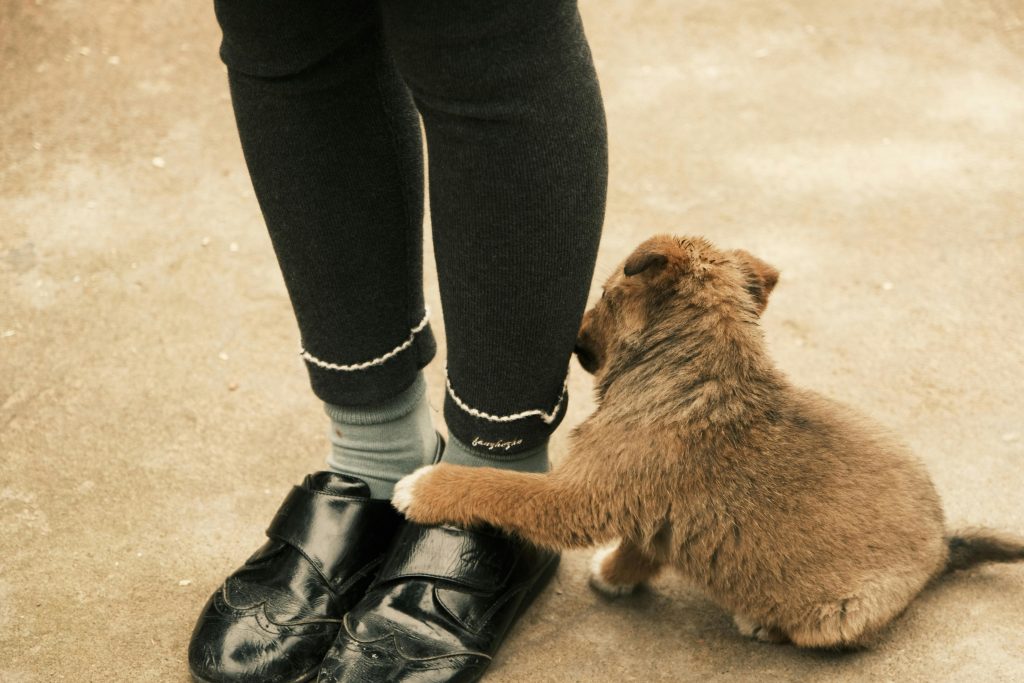 Dogs Lick Your Feet