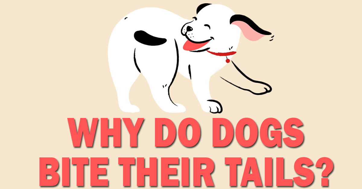 Dogs Bite Their Tails