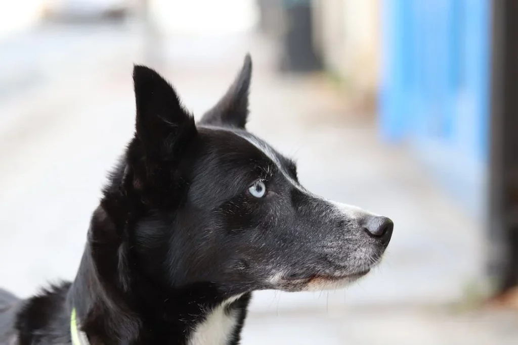 Do Dogs Recognize Their Siblings