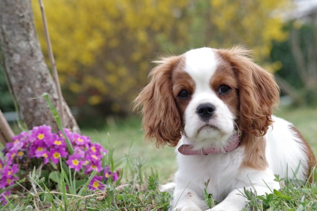 Is it OK to Let Your Dog Kiss You