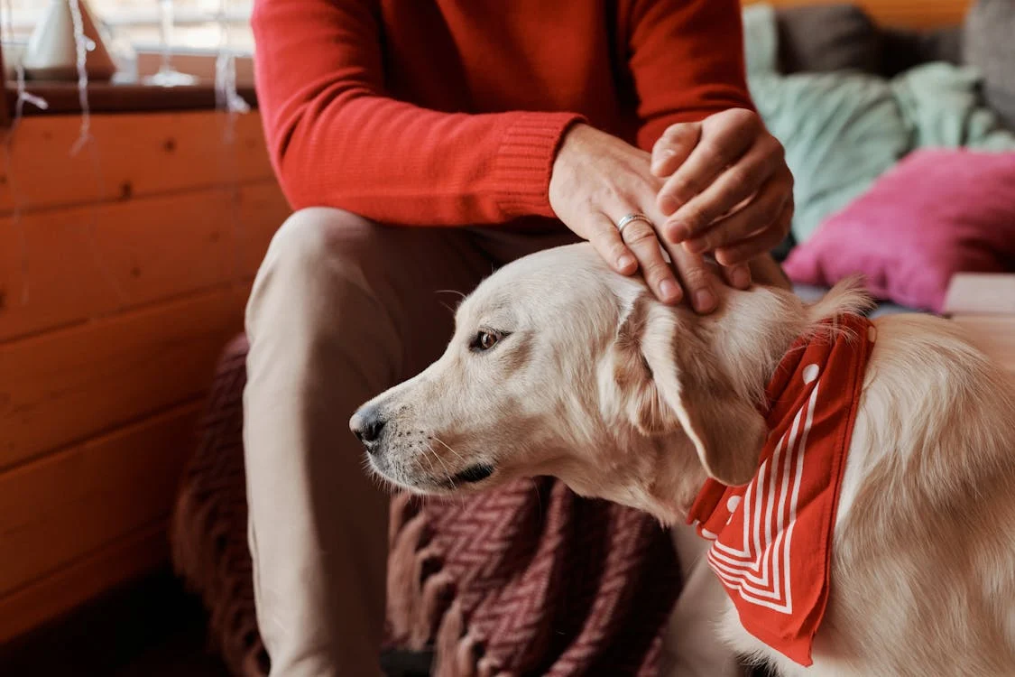 Why do Dogs Lick Your Mouth and Nose