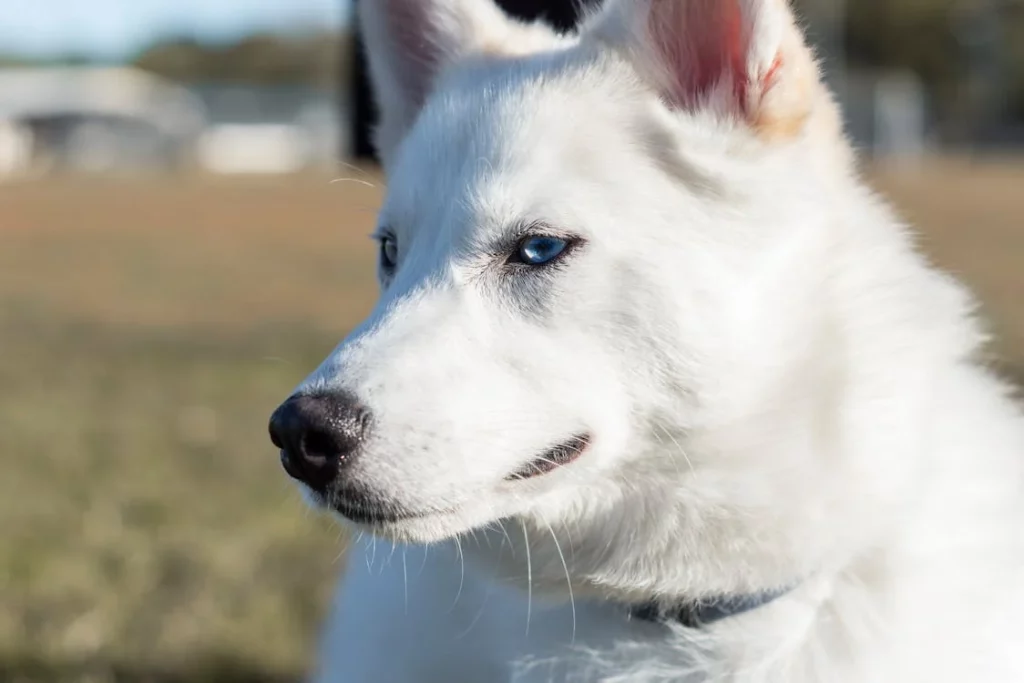 Why do Dogs Lick Your Mouth and Nose