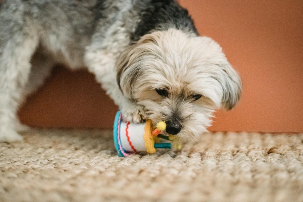 Do All Dogs Destroy Their Toys